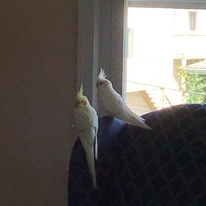 Meet your Posher, Ester